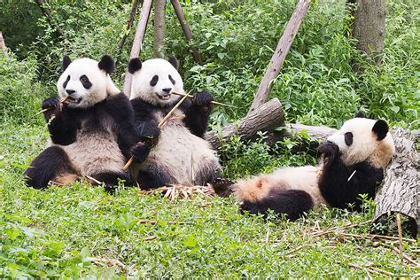 Where Are The Best Places To See Giant Pandas In China Worldatlas