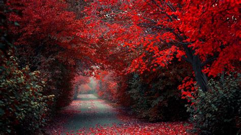 Red Autumn Leafed Trees And Fallen Red Leaves On Road Hd Red Wallpapers