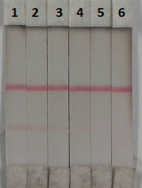 Result Of Ota Detection With Colloidal Gold Immunochromatographic Strip