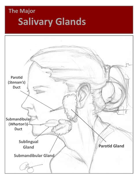 Salivary Stones Or Sialolithiasis