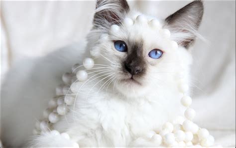 Balinese Cat For Sale Ohio