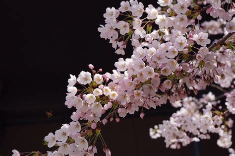 The 6 Best Places To See Sakura In Japan Japan Tours