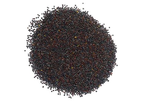 Organic Brassica Nigra Mustard Seeds Cultivator Natural Products