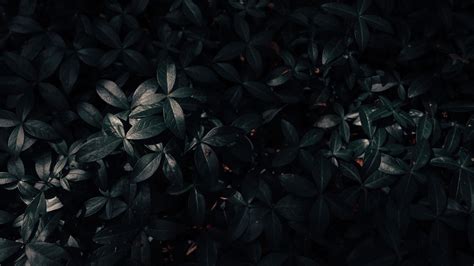 Black Green Leaves Hd Black Aesthetic Wallpapers Hd Wallpapers Id