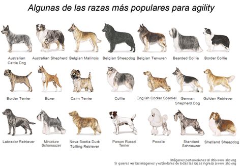 Descubre Aqui Cuántos Tipos De Razas De Perros Se Conocen En El Mundo
