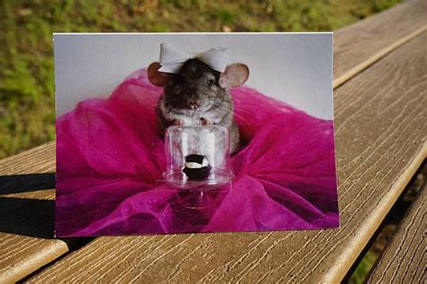 Happy Birthday Greeting Card Chinchilla With Bow And Cupcake