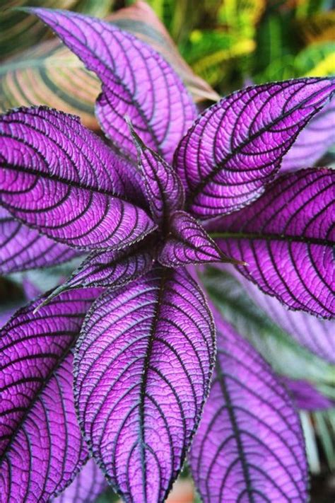 15 Houseplants With Fantastic Purple Foliage Postris Plants Shade