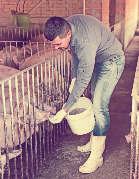 Portrait Of Male Farmer Feeding Domestic Pigs Stock Image Image Of