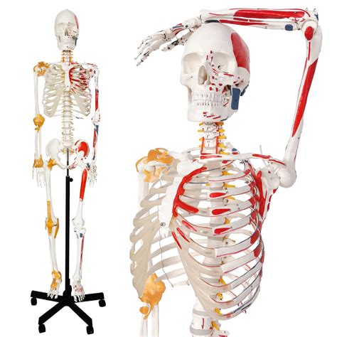 Buy 2023 New Human Skeleton Modelwflexible Spine Medical Anatomical