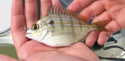 2700 Pinfish 25lb Baitmasters Aylesworths Fish And Bait