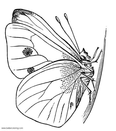 Butterfly Border Coloring Pages
