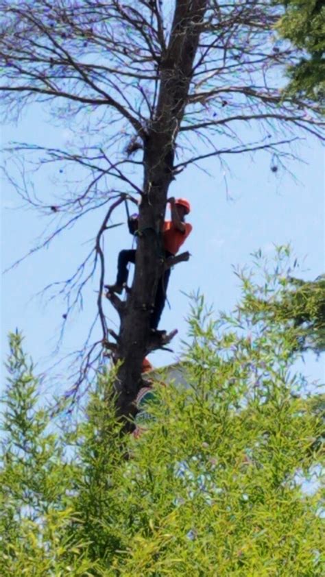 The goal of the company is to help you to compare multiple lake havasu city tree cutting companies. Tree Service Kerrville TX | Tree Service Company Near Me ...