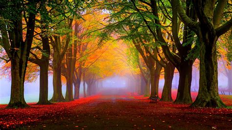 Stunning Autumn Forest 4k Wallpaper Download