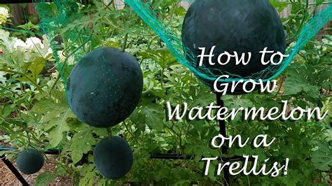 How To Grow Watermelon On A Trellis Summer 2020 Zone 8 Hot And