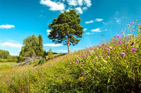 Summer Meadow With Pine Tree Stock Image Image Of Rural Grass 105982977