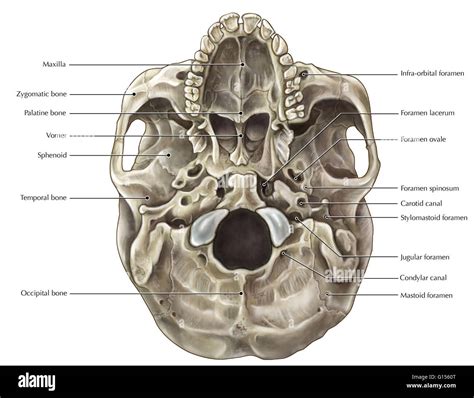 An Illustrated Inferior View Of The Skull Stock Photo 103991352 Alamy