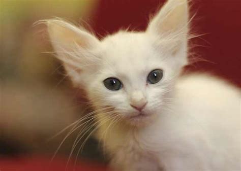 Cute Kitten Names The Most Popular Male And Female Kitten Names Of