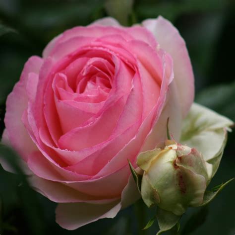 Eden Rose 85 Klimrozen Rosarium Lottum