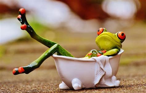 frog bath swim relaxation relax funny frogs frog art frog