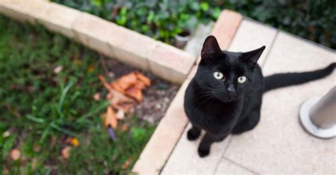 Why Black Cats Are Great Pdsa