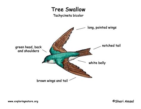 Swallow Tree Exploring Nature Educational Resource