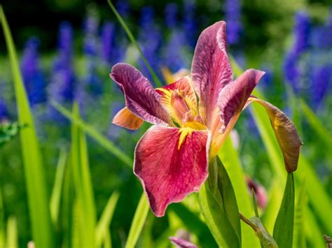 Japanese Iris Care How And When To Plant Japanese Irises