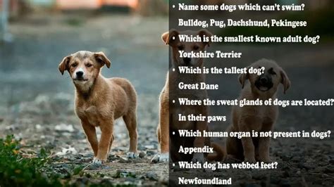 60 Dog Trivia Questions And Answers Typeshistory