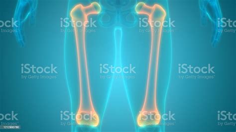 Human Skeleton System Femur Bone Joints Anatomy Stock Photo Download