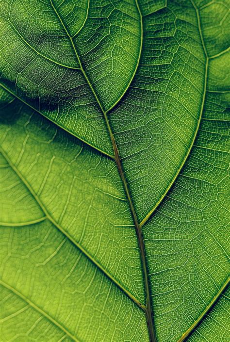 Leaf Veins Surface Green Macro Hd Phone Wallpaper Peakpx