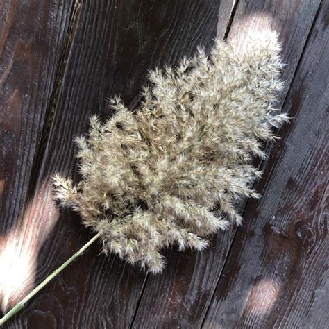 We did not find results for: Dried pampas grass Dried flower bouquet Dried flowers bulk ...