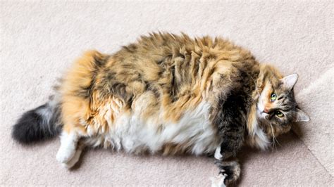 Sobrepeso En Gatos ¿cómo Saber Si Tu Gato Está Gordo