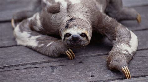Why Are Sloths So Slowvideo