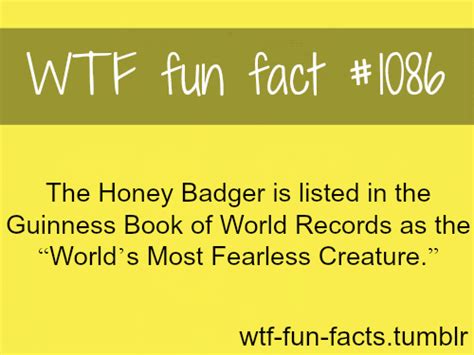 Honey Badger Most Fearless Animal