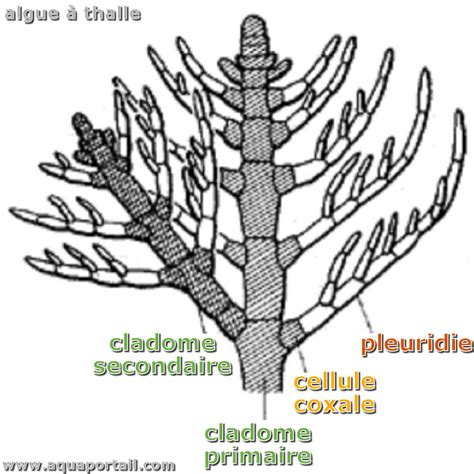 Cladome Définition Illustrée Et Explications