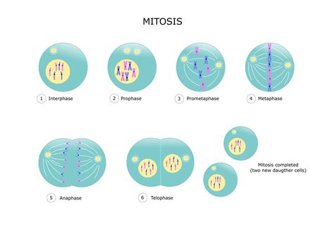 Diagram Mitosis Steps Diagramaica