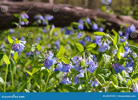 Beautiful Bluebells Stock Image Image Of Fantasy Pathway 69379187