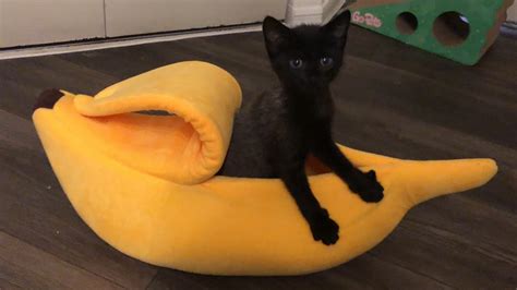 New Yellow Banana Cat Beds Luxury Design Cushion Banana Bed Pet Buy Banana Bed Pet Pet Bed