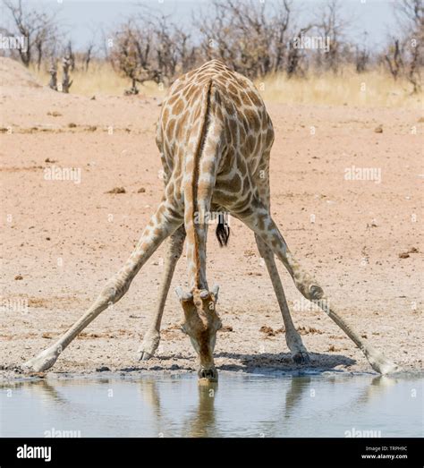 A Giraffe Drinking At A Watering Hole In Namibian Savanna Stock Photo