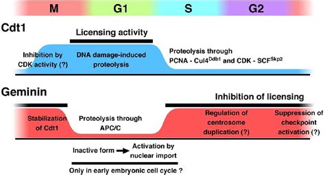 Pdf Cdt1 And Geminin Role During Cell Cycle Progression And Dna