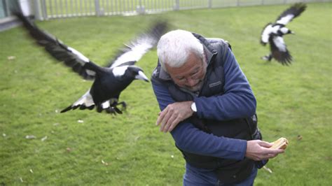 australia s most aggressive magpies wreak havoc in parliament