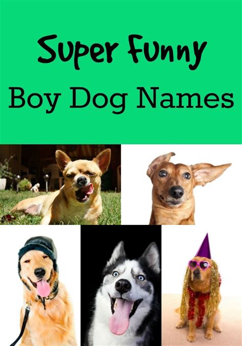 What are your favorite cute puppy names. Names - My Dog's Name | Funny dog names, Dog names, Best ...