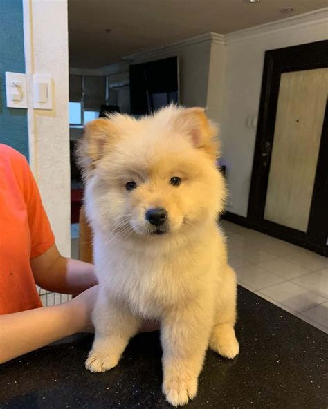 Chow Chow Pomeranian Mix Your Guide To A Cute Hybrid Dog 2022