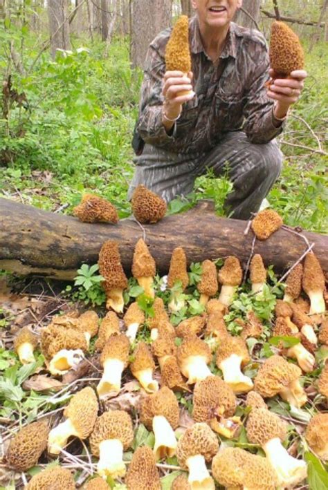 He Found These South Of Here Lol Edible Wild Mushrooms Stuffed