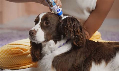 How To Clean Dog Ears Everything You Need To Know Bechewy