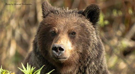 Cpaws Responds To Grizzly Bear Recovery Plan Gateway Gazette