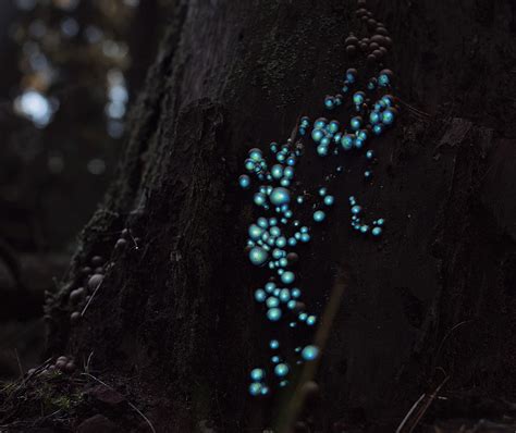 Bioluminescent Forest Exploring Future Technology Through Bioluminescence