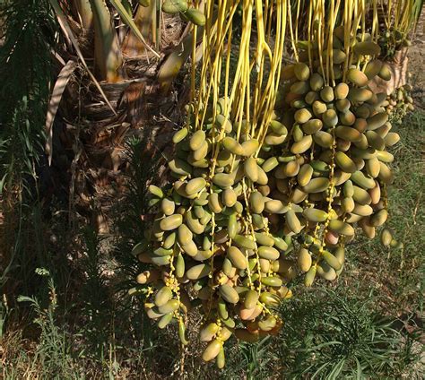 Polynesian Produce Stand ~zahidi~ Edible Date Palm Tree