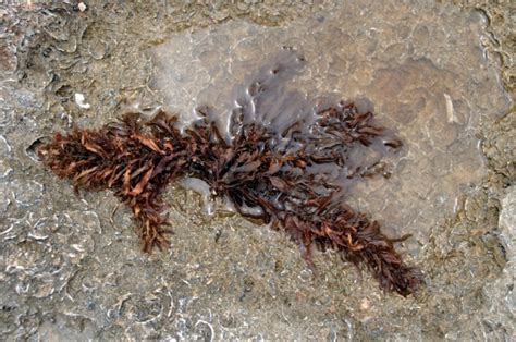Brown Algae In Sea Rock Puddle Free Stock Photo Public Domain Pictures