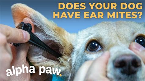 How To Know If Your Dog Has Ear Mites Youtube