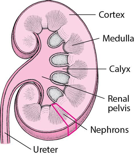 More images for are the kidneys located inside of the rib cage » Are The Kidneys Located Inside Of The Rib Cage - The Body S Filter Keeping Up With The Kidneys ...